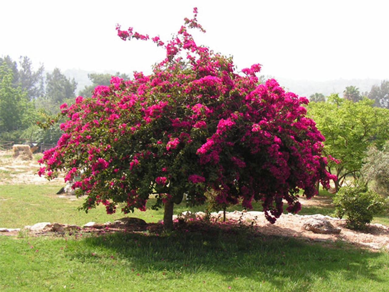 Amikam Meshek 81 משק 81 עמיקם Villa Buitenkant foto