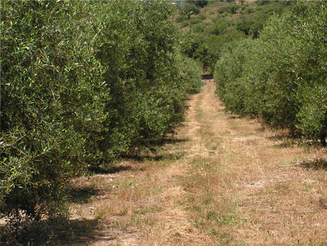 Amikam Meshek 81 משק 81 עמיקם Villa Buitenkant foto